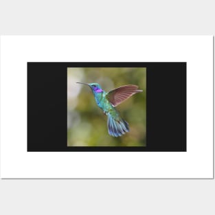 Green Violetear Hummingbird Posters and Art